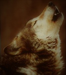 Big Dog College FM Radio
